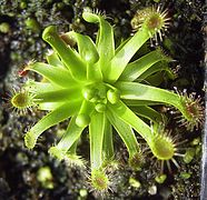 Drosera stenopetala