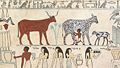 Peinture de l'Égypte antique montrant des animaux domestiques (la traite d'une vache).