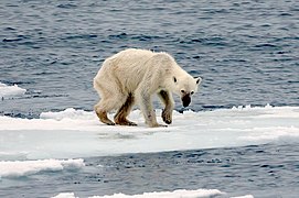 Habitaten suntsiketa. Artikoko animalia askok izotza behar dute bizirauteko, desagertzen ari dena Artikoen berotzea dela eta.[154]