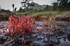 Wilderness near Bodø 4 - panoramio.jpg