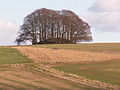 "Hedgehog" Hill Grave near Avebury