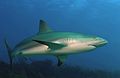 Caribbean reef shark (Carcharhinus perezi)