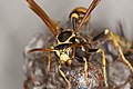 Paper Wasp head close-up