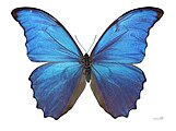鮮やかな青色を呈するモルフォチョウの翅