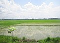 Nueva Ecija rice paddies