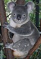 Koala jaler ingkang manggén wonten ing Billabong Koala Park
