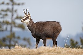 064 Wild Chamois Parc régional Chasseral Photo by Giles Laurent.jpg