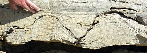 Stromatolites of the Pika Formation (Middle Cambrian) near Helen Lake, Banff National Park, Canada