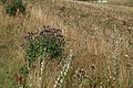 Habitat (roadside in Jutland)