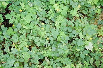 Celandine (Chelidonium majus)