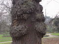 Toro de L. tulipifera con bugallos