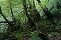 Yakushima