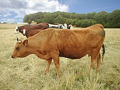 Vache de race tarentaise.