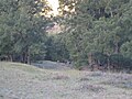 Casuarina cunninghamiana (river oak, river sheoak) and brumbies on the Macleay River