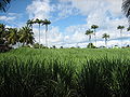 Champ de canne à sucre (Guadeloupe)