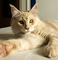 An 8-month-old cream silver tabby