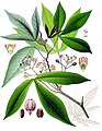Planche botanique du manioc (Manihot esculenta) introduit par les Barrancas.