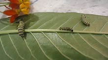 Fase larva