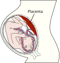 Miniatura per Placenta