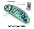 Mitohondrija