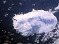 Satellite photo of Bouvet Island