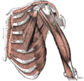左胸周辺の筋肉。大円筋は画像の中央付近に小さく TERES MAJOR とラベルされている。