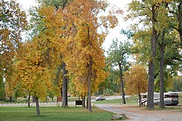 Laurel – Veduta