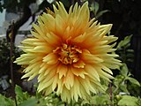 Yellow Dahlia