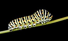 Ấu trùng Papilio machaon