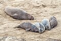 Image 6Northern elephant seals in Ano Nuevo, California