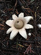 Geastrum saccatum (Agaricomycetes)