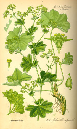 Šlaitinė rasakila (Alchemilla vulgaris)