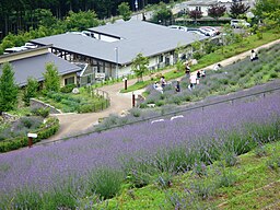 Lavenderpark i Taka