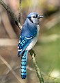 Image 49Blue jay in Prospect Park