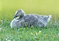Image 44Canada goose gosling in Green-Wood Cemetery