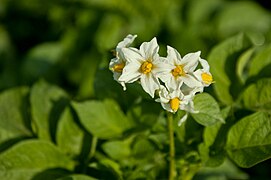 Pomme de terre (Solanum tuberosum), une Astéridée du groupe 1 (Lamiidées).