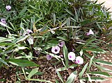 batata, Ipomoea batatas, Maui Nui zaridaina