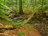 Beukenbossen van de Karpaten