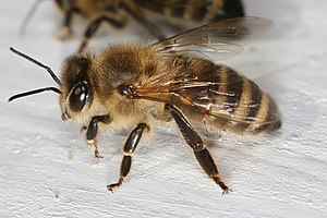 Abella obreira (Apis mellifica)