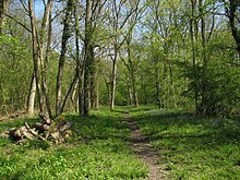 Open deciduous woodland