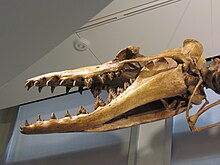 Gros plan d'un crâne de Dorudon, un cétacé préhistorique. Les dents avant sont pointues et recourbées, les molaires sont triangulaires, avec des dentelures symétriques et bien définies.