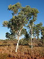 Eucalyptus alba