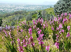 Fynbos