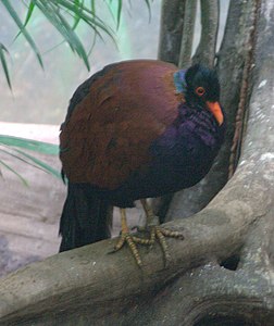 La Fazankolombo (Otidiphaps n. nobilis) ĉe Bronksa Bestoĝardeno