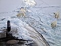 Image 30Three polar bears approach USS Honolulu near the North Pole. (from Arctic Ocean)