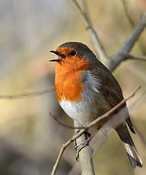 Măcăleandru (Erithacus rubecula)