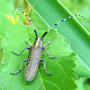 Agapanthia villosoviridescens (Munster, Allemagne).