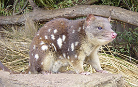 Dasyurus maculatus (Dasyuridae)