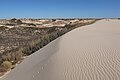 Sand encroaching on vegetation, Monahans Sandhills, West Texas.