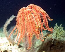 Un crinoide.